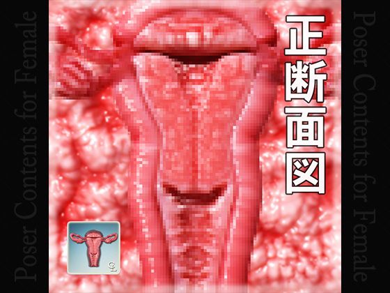 Real Sectional View of Female Genitalia(Chocoンとこ) - FANZA同人