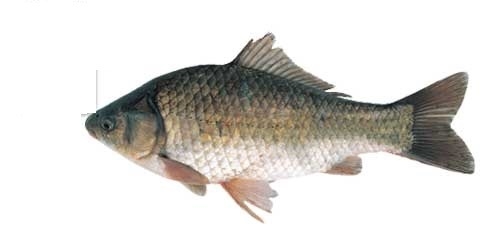 この世の理～女の本性～ [コタツにミカン] | DLsite 同人 - R18