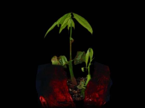 クトゥルフ神話TRPGリプレイ 幻楽三重葬 [日陰堂] | DLsite 同人 - R18