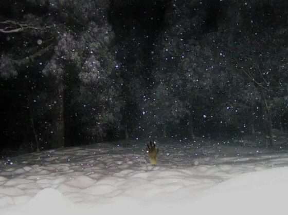 クトゥルフTRPGリプレイ 聖誕祭 [日陰堂] | DLsite 同人 - R18