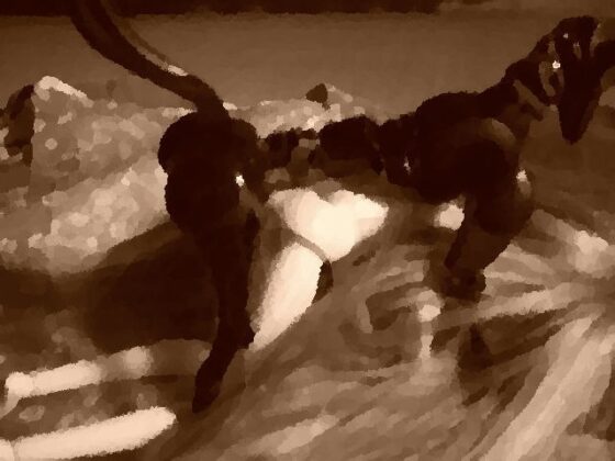 犬の妻・改 [猫屋] | DLsite 同人 - R18